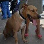 TRF3 proíbe eutanásia em cães com leishmaniose em Campo Grande