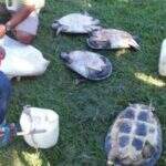 Indígenas são flagrados vendendo tartarugas vivas por R$ 40 em MT