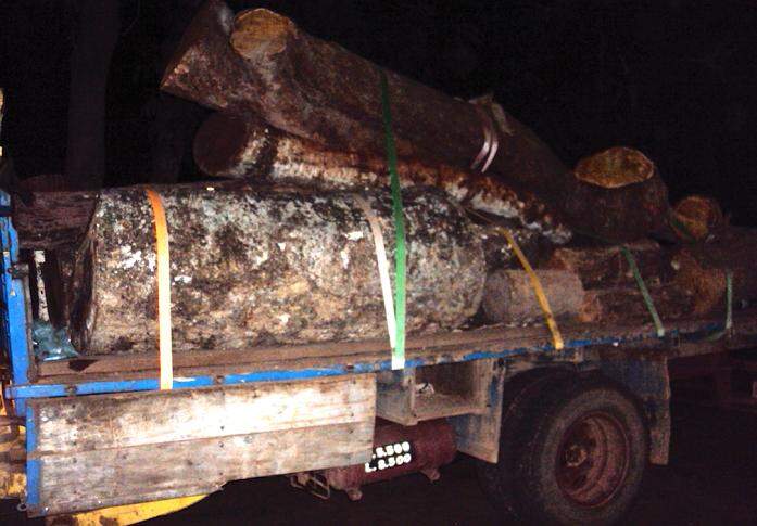 Caminhão com carga de madeira ilegal é apreendido na MS-080