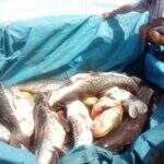 Flagrado em MS com 300 quilos de peixe ilegal recebe multa de R$ 6,7 mil