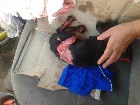 Cadela é mutilada com faca por adolescentes em Campo Grande