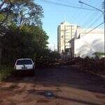 Árvore de 5 metros cai durante a chuva e interdita rua no Jardim Paulista