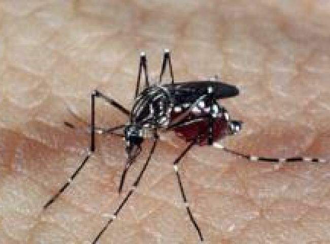 Dengue mata jovem de 26 anos em Dourados e casos já somam 7 em MS