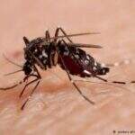 “Quase dengue”: vírus Zika é achado pela 1ª vez no Brasil