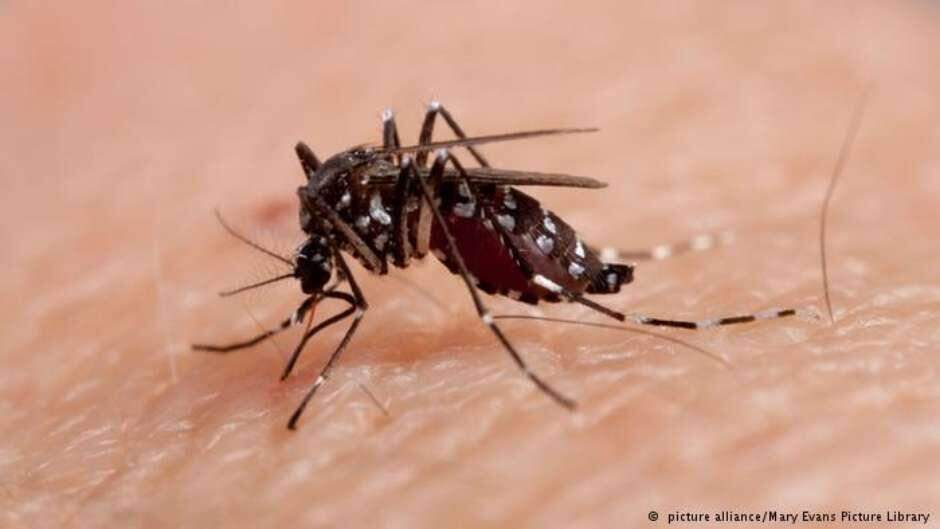 “Quase dengue”: vírus Zika é achado pela 1ª vez no Brasil