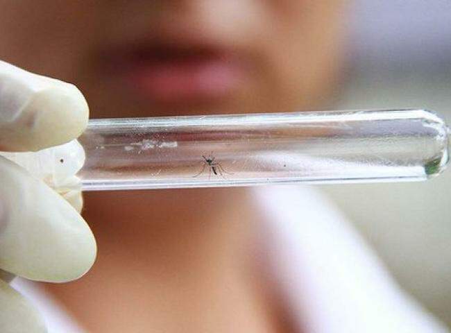 Para evitar zika vírus, Estado deve intensificar prevenção contra mosquito