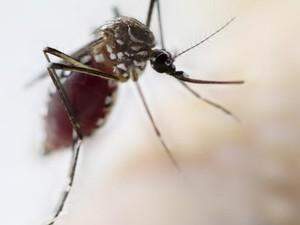Homem de 52 anos é o primeiro a contrair zika vírus no estado de SP