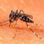 Mosquitos portadores de bactéria combatem a dengue na Colômbia