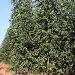 Mato Grosso do Sul é o terceiro no ranking em plantação de eucalipto