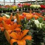 Venda de flores deve aumentar 6% no Dia das Mães