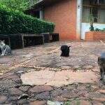 Abandonados, centenas de gatos serão castrados e catalogados na UFMS