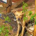 Cãozinho em situação de abandono mobiliza moradores da Vila Nascente