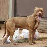 Pitbull invade residência de vizinho e ataca cachorro em Mato Grosso do Sul