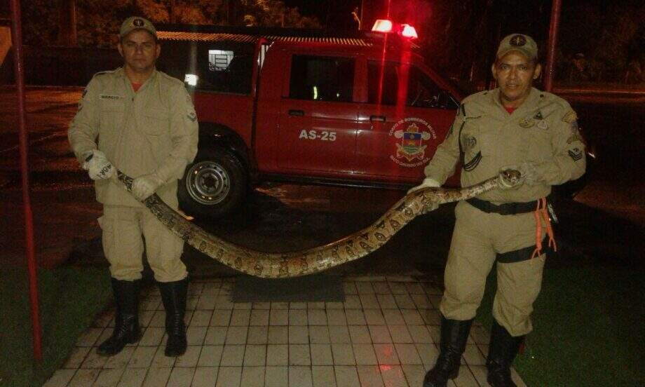 Jiboia de dois metros e meio e cerca de 30 kg aparece em quintal de casa em Corumbá