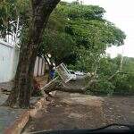 Árvore condenada cai e ‘fecha’ garagem de casa de professora na Capital