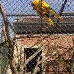 Três ararajubas são furtadas do Zoológico Municipal de Curitiba