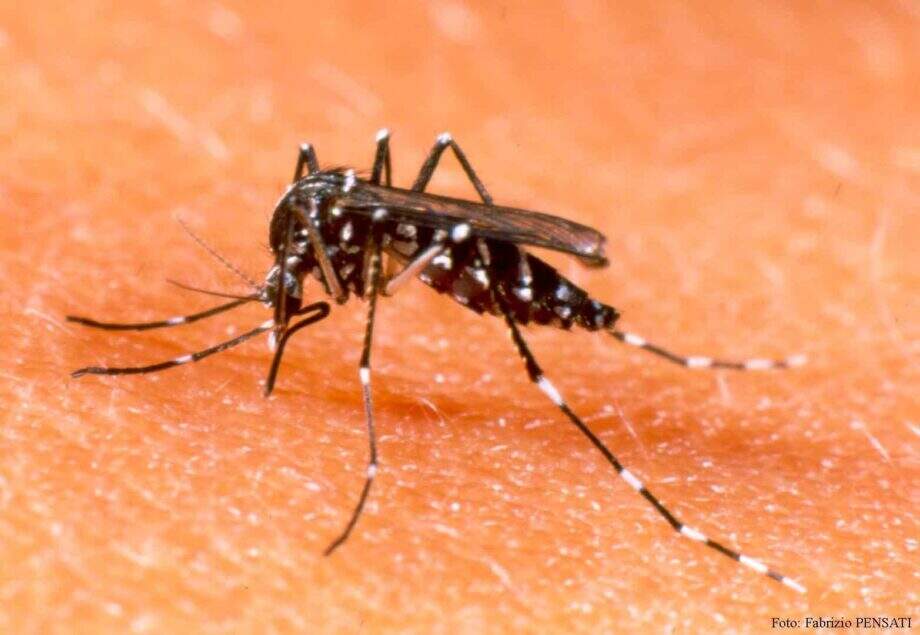 Mosquitos com bactéria combatem dengue na Colômbia