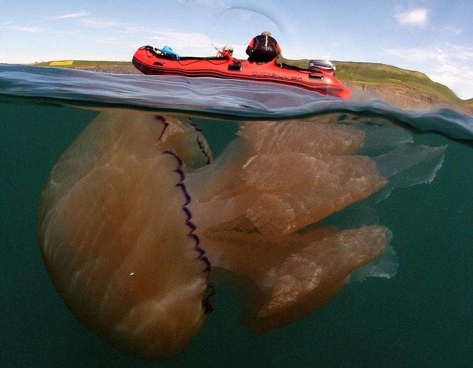 Costa britânica é invadida por praga de águas-vivas gigantes