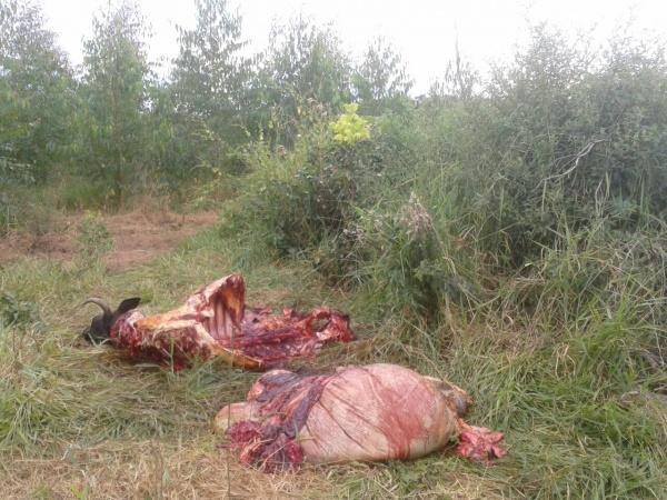 Assaltantes matam vaca leiteira com dois tiros na cabeça para furtar carne