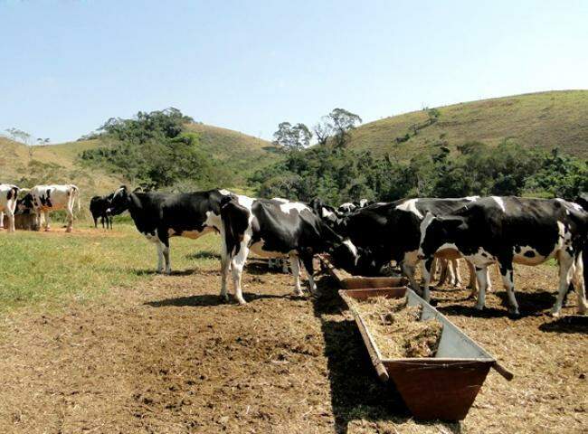 Mato Grosso do Sul ocupa o 13° lugar em produção de leite