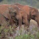 Homem morre pisoteado por manada de 15 elefantes no Quênia