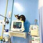 Gato é flagrado em cima de aparelhos dentro do Hospital do Câncer do MA