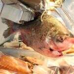 Capital: pescado chega a pesar metade do indicado na embalagem em mercados