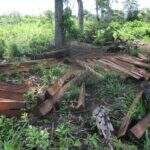 Fazendeiro e multado por desmatamento e exploração ilegal de madeira em MS