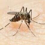 Dengue: Campo Grande está em situação de risco segundo o Ministério da Saúde