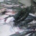 PMA apreende 145 kg de peixe com pescador profissional em MS
