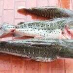 Pescadores são multados em R$ 8,4 mil ao serem flagrados com 40 kg de pescado