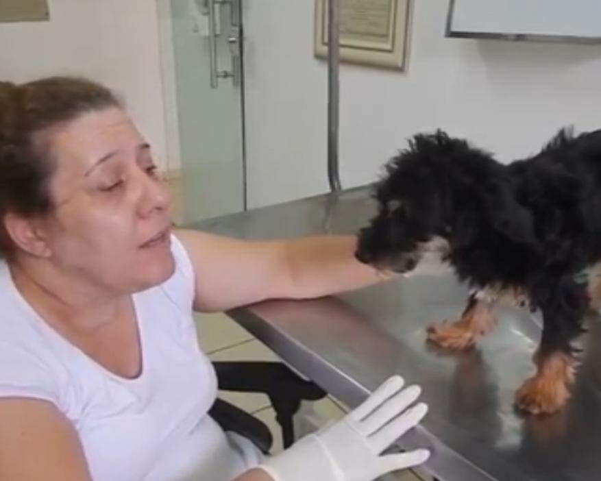 VÍDEO: cadela passa mal após ingerir porção de maconha