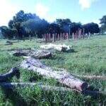 Fazendeiro é multado em R$ 5,1 mil por exploração ilegal de madeira em MS