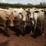 MS pede reabilitação de fronteira para exportações de carne bovina a União Europeia