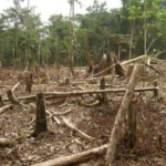 PMA autua fazendeiro em R$ 7,1 mil por exploração ilegal de madeira