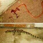 Cobras e jacarés invadem casas e deixam moradores em pânico