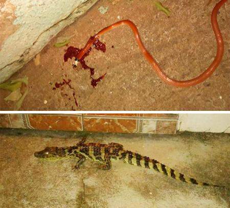Cobras e jacarés invadem casas e deixam moradores em pânico