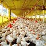 Exportação de frango cai 11,2% em outubro, diz ABPA