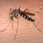 Projeto de combate a dengue autorizará entrada compulsória em imóveis de MS