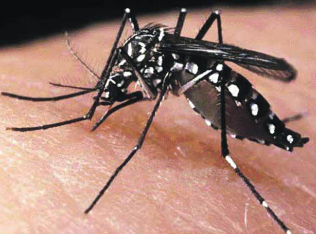 Paraguai confirma seis casos de zika em Pedro Juan Caballero