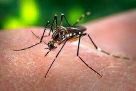 Pernambuco e Recife decretam estado de emergência para controle do Aedes aegypt