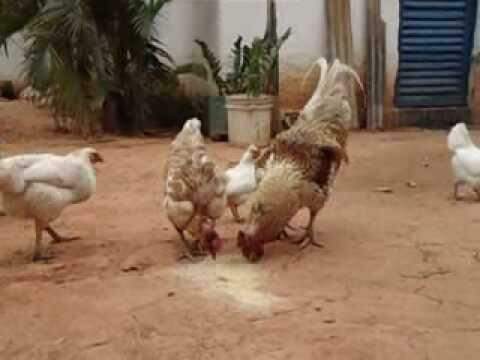Morador ameaça matar vizinhos com ‘oração do fogo’ após sumiço de galinha