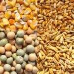 Saca da soja é comercializada a R$ 72,31 em MS, confira o valor de outros grãos