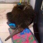 Morador encontra tamanduá dormindo na porta de casa ao sair para trabalhar