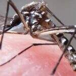 Para evitar zika e risco de microcefalia, orientação é combate a mosquito