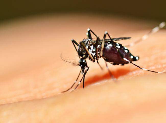 Idosa de 77 anos é a décima terceira vítima da dengue em MS