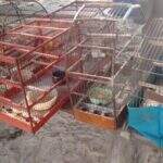 Aves mantidas ilegalmente são recuperadas e responsável é multado em R$ 3 mil