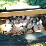 Família é presa transportando arara e mais de 100 filhotes de papagaio