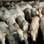 Sumiço de mais de 1 mil cabeças de gado teria ocorrido desde 2019 em fazenda de MS