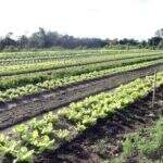 Agraer entrega títulos de terra para 48 agricultores familiares